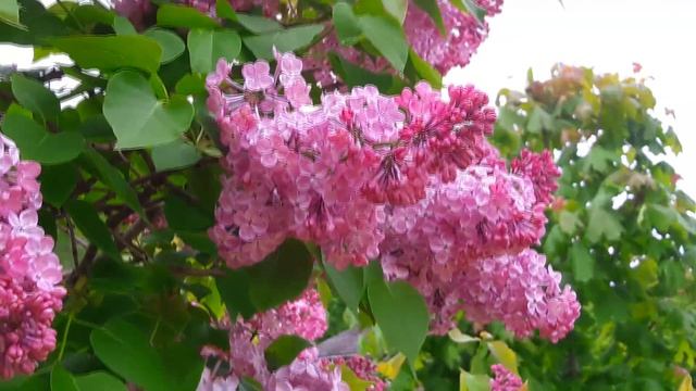 За вдохновением - в Пушкиногорье смотреть онлайн