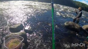 УМБА. ОТЛИЧНЫЙ ХОД ГОРБУШИ. РЫБАЛКА НА УМБЕ. "Umba. Pink salmon has a "day off""