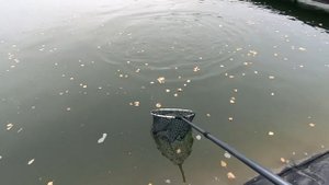 Платная форелевая рыбалка в Подмосковье.