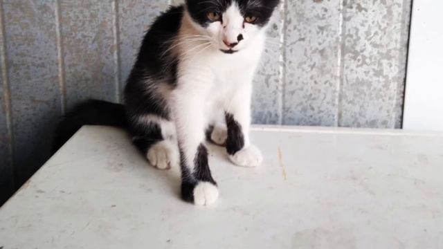 *****Турция и **Сукко. Что общего? КОТИКИ смотреть онлайн