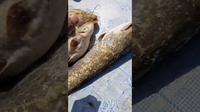 И снова квок''' лайфхак по чистке сома✌ смотреть онлайн