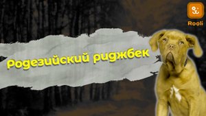 Порода родезийский риджбек: особенности ухода и воспитания.