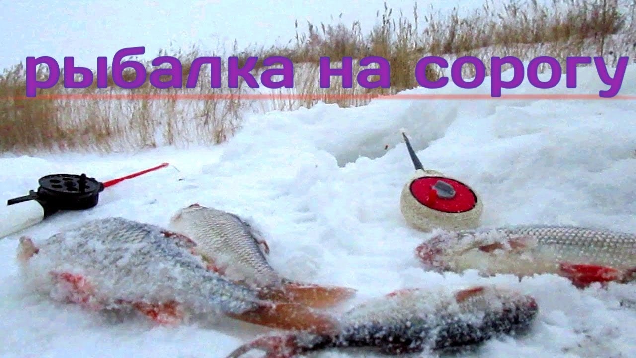 ЛОВИМ СОРОГУ НА МОРМЫШКУ! РЫБАЛКА НА РЕКЕ ПОЛУЧИЛАСЬ ТРУДОВОЙ!