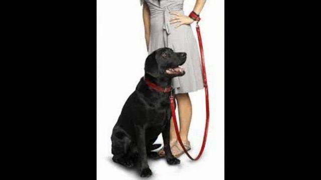 поводок охотничьей собаки смотреть онлайн