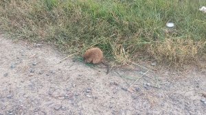 Рыбачу на дамбе подъёмником (пауком). Поймали ручную ондатру)