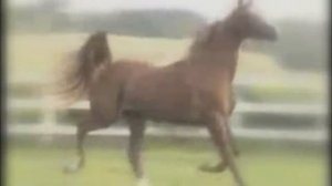 Арабские лошади. Бег