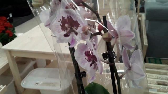 ОРХИДЕИ О"КЕЙ Санкт - Петербург 16 апреля 2023 смотреть онлайн