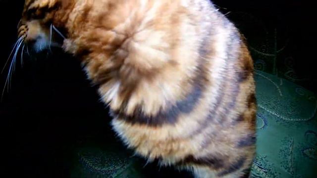 Бенгальские кошечки под веселую музыку, Dakota Gold, февраль 2020 смотреть онлайн