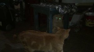 Кошки играют или дерутся? Как отличить?