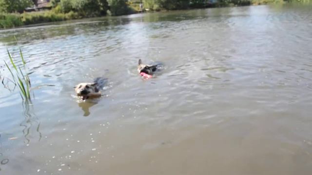 домашние 12046 смотреть онлайн