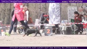 ТАКСА  СТАНДАРТНАЯ  ГЛАДКОШЕРСТНАЯ. Кобели и сравнение на ЛПП