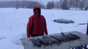 Улов форели на чесночную пасту / Рыбалка в ДУРЫКИНО