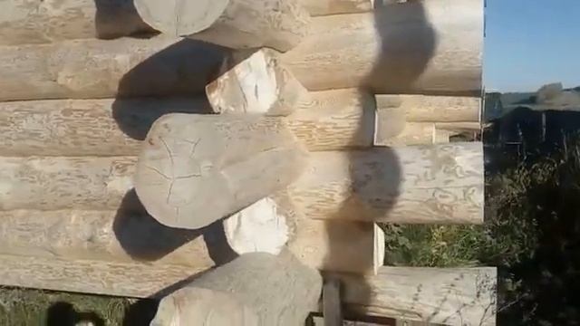 Готовый дикий сруб из бревна ручной рубки [0+] смотреть онлайн