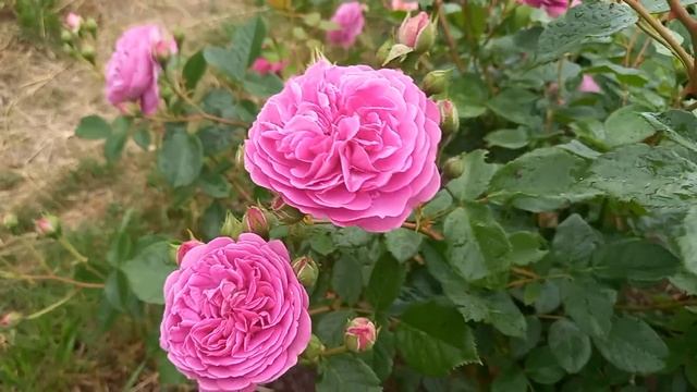 Долгожданное цветение роз в саду 29 мая 2023 г.??? смотреть онлайн