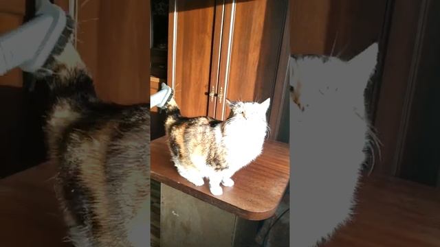 Как почистить шубку и сделать массаж смотреть онлайн