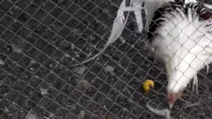 Куры породы Йокогама