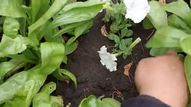 Где Баксик? Сколько яиц снесли. смотреть онлайн