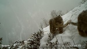 Барсята с барсихой
