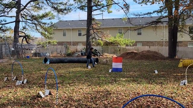 Elite skilled veteran handler 12", Grounders:1,Tango(20-02467), Arlene Alexander, Brink, 11/15/23 смотреть онлайн