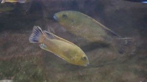 Псевдотрофеус Вильямси