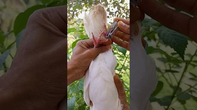 How to trim pigeon toenails ?? || #shorts #trending #pigeon смотреть онлайн