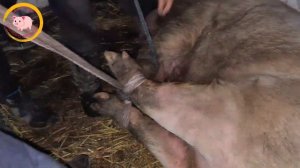 18+/Кастрація кабана 350 кг від початку до кінця