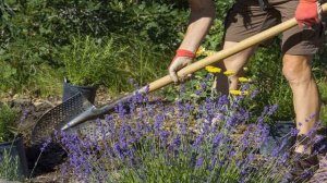 Не может быть слишком много лаванды!  Как хранится лаванда?