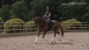 ~ Equestrian Sport ~ Dressage ~ Show Jumping ~ Конный  спорт ~ Выездка ~ Конкур ~ Another Home ~