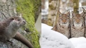 Заповедник Нургуш. Дегтерева Дарья МОАУ СОШ с УИОП им. К.Э.Циолковского № 10 г. Киров