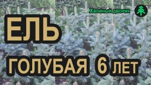 Ель голубая колючая Глаука (6-ти летка) в питомнике "Хвойный дворик" - сезон осень 2019