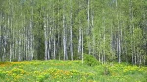 г. Артемовск, Курагинский район
