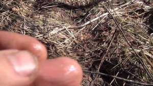 КОП по старине в лесу на старой дороге