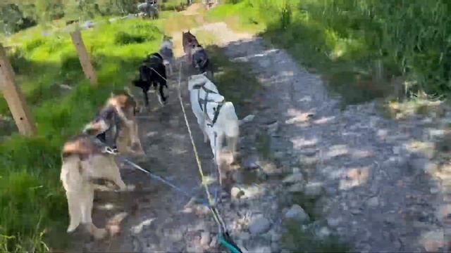 Питомник ездовых собак Снежные Псы Камчатка смотреть онлайн