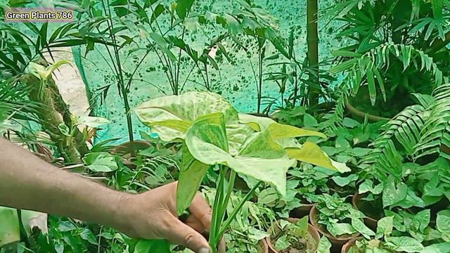 Syngonium plant Cutting and Care | Syngonium plant | Money plant | Green Plants 786 смотреть онлайн