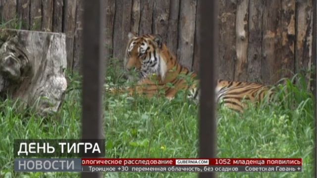 Дресс-код – полосатый: день тигра в зоосаде. Новости. 31/07/2023. GuberniaTV