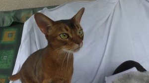 СВАДЬБА КОТА КЕВИНА И КИСЫ АРИЕЛЫ! УРА! КОТЫ ПОЖЕНИЛИСЬ