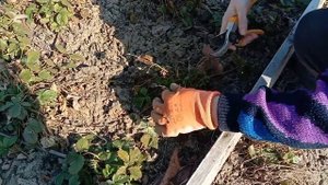 Весенний уход за земляникой мелкоплодной.ОБЯЗАТЕЛЬНО это нужно сделать ???