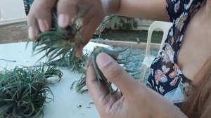 HOW TO SEPARATE TILLANDSIA PUPS FROM MOTHER PLANT! || Nakatipid Sa Pagbili!