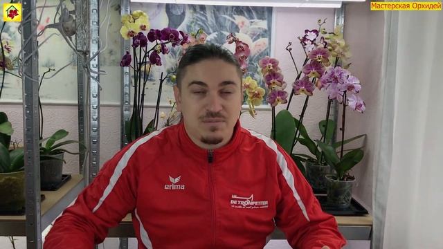 От АРОМАТА ЭТИХ ОРХИДЕЙ забываешь обо ВСЕМ! 2 очень КРАСИВЫЕ и АРОМАТНЫЕ орхидеи моей коллекции!