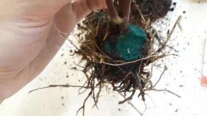 Кодиеумы из Таиланда, адаптация