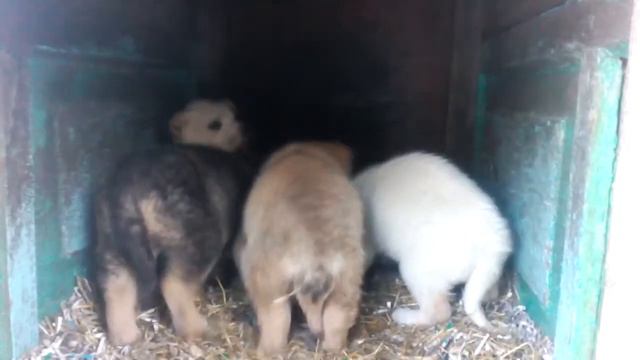 Щенки с предприятия (в будке) смотреть онлайн