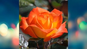 Роза флорибунда Самба