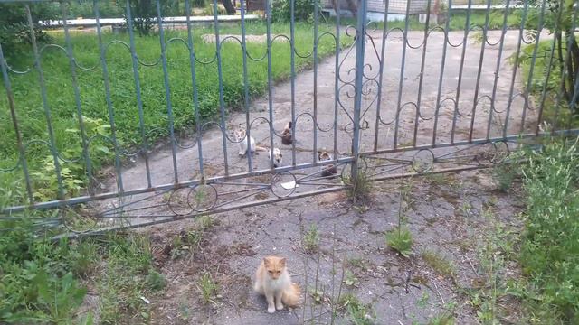 Бездомные котята из детского сада. Кинешма. Лето 2018 года. смотреть онлайн