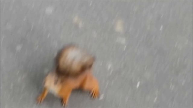 Собака загнала белку на дерево. смотреть онлайн