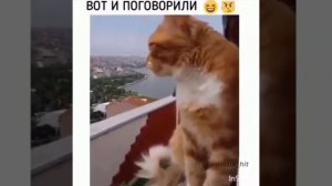 Кот и ворона разговаривают (как парень и его девушка)