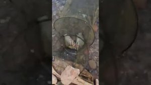Фарель . Кумертау.🤜🤛😎
