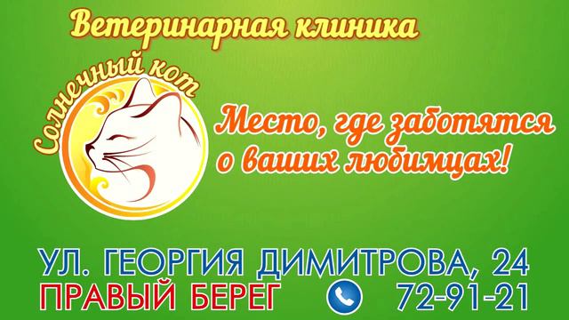 Солнечный кот на экран 10сек