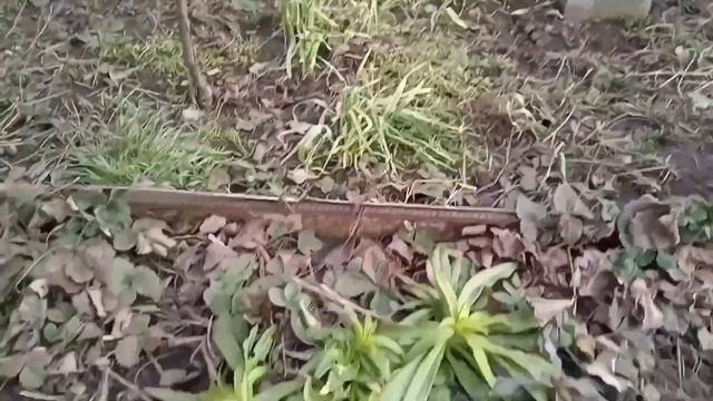 Первые цветы. Много молодых петушков? смотреть онлайн