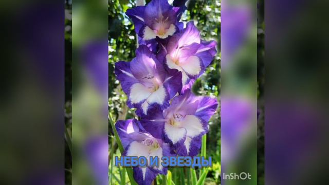 ТОП 5 СОРТОВ!!! 💞ГЛАДИОЛУСЫ РОССИЙСКОЙ СЕЛЕКЦИИ смотреть онлайн