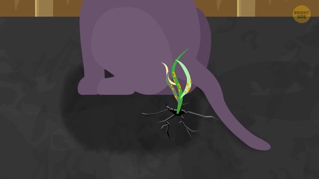 If All Plants Ate Meat, There'd Be More Oxygen in the Air смотреть онлайн